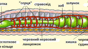 Кишковопорожнинні. Кільчасті черви.