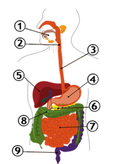 040001tx-392a-236x338.png