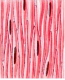 04000cwd-c903-220x268.png