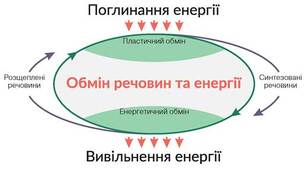 Тест Обмін речовин і перетворення енергії