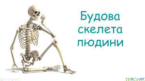  Будова скелета людини