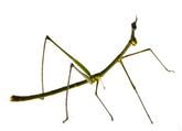 ᐈ Паличники, або примарові, або листотіли – ряд комах (Phasmatodea) | Discover.in.ua
