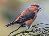 Шишкар сосновий - eBird