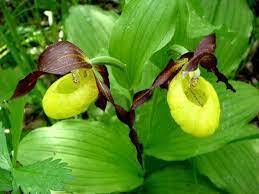Зозулині черевички (Cypripedium calceolus) - фото і опис, де росте, догляд в домашніх умовах + відео
