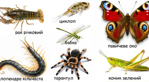 7 клас Членистоногі