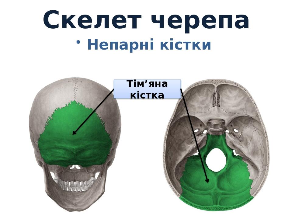 Презентація "Огляд скелету людини" | Презентація. Біологія