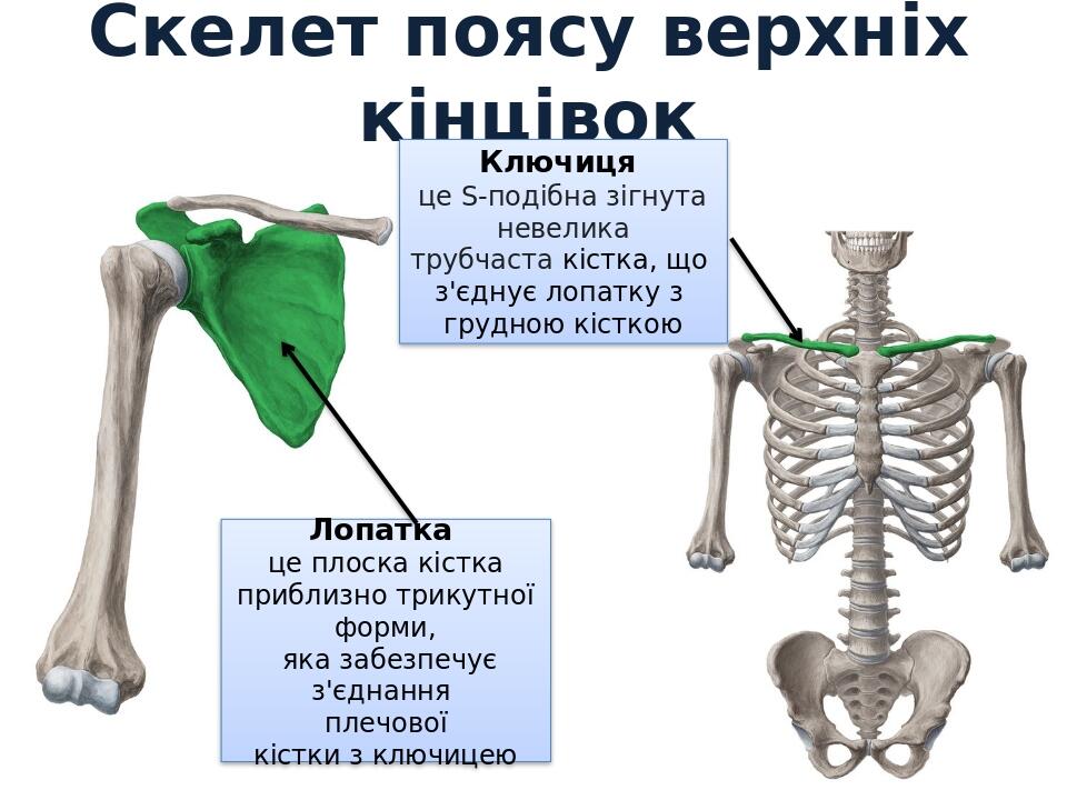Презентація "Огляд скелету людини" | Презентація. Біологія