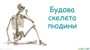 Будова скелета людини