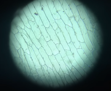 040013wu-f528-389x320.png