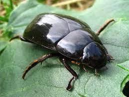Жуки водолюбы (Hydrophilidae) – Мир Знаний