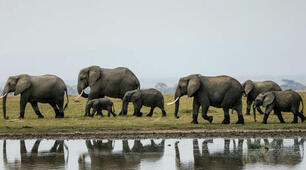 "Угруповання тварин"