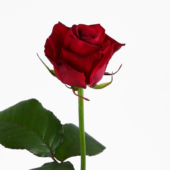 04001c1b-624b-700x700.jpg