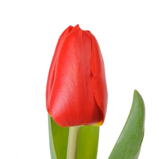 04001c1g-5355-545x545.jpg