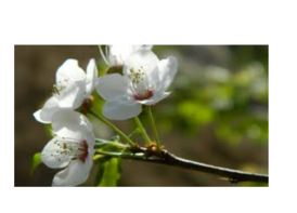 04001c1w-ef13-396x285.png