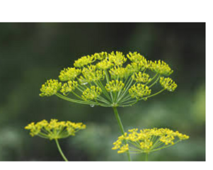 04001c25-93f9-345x275.png