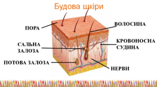 Органи чуття
