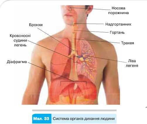 Система дихання органів людини