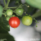 04001mvq-58ec-139x139.gif