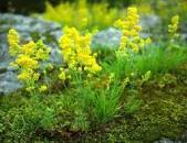 Результат пошуку зображень за запитом "фото підмаренник"