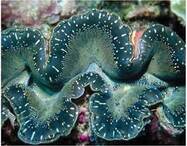 04001pk1-b0a1-187x146.jpg
