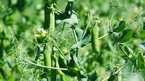 Від чого слабшає горох: топ найпоширеніших хвороб — SuperAgronom.com