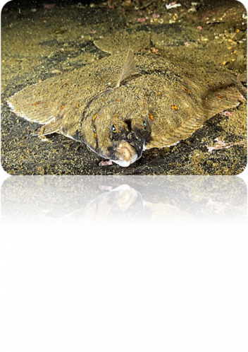 04001y5a-130d-352x498.png
