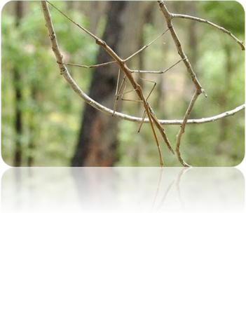 04001yqb-eed2-351x478.png