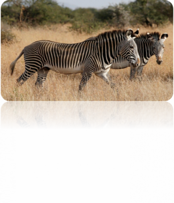04001yr3-61be-351x409.png