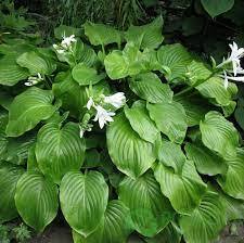 Хоста Подорожниковая (plantaginea) - купить саженцы в Украине