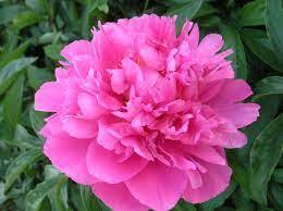 Джон Говард Уиджелл (John Howard Wiegell ). Пиония (Paeonia). (238). Купить. Киев.