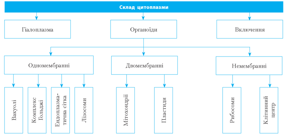 склад цитоплазми