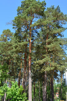 Сосна – дерево и древесина – Pinus spp. / характеристики – Сосна обыкновенная (Pinus sylvestris)
