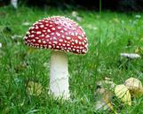 04002ims-8120-161x129.jpg
