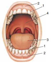 04002jtp-8152-202x255.png