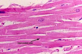 Histology at SIU
