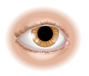 04003313-1961-182x156.png