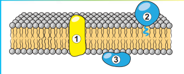 040034i3-70e8-363x147.png