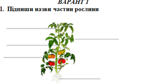 Діагностична робота з курсу « Я досліджую світ» № 3 Тема «Будова рослини. Різноманітність рослин»