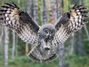 Сова – Новий Акрополь – Статті