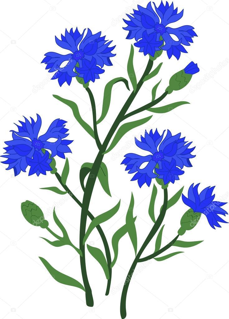 Волошка букет Vector Art Stock Images | Depositphotos
