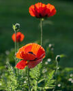 04003bb8-8bf9-107x134.jpg