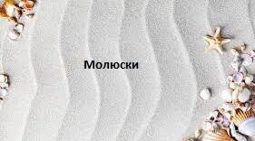 Презентація "Царство Тварини. Тип Молюски"
