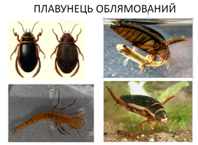 04003o80-42e2-283x208.png