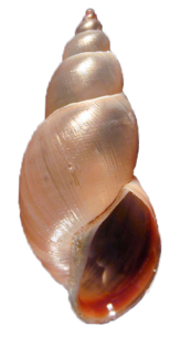 04003ofm-4a0d-164x305.png