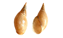 04003oji-df8d-250x150.png
