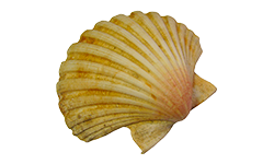 04003ojk-c39e-250x150.png