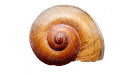 04003ojw-9485-250x150.png