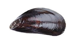 04003ok5-e1cb-250x150.png
