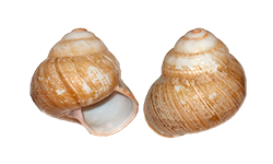 04003ok9-af63-250x150.png