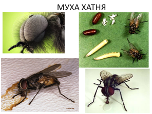 04003ol0-a49e-296x223.png